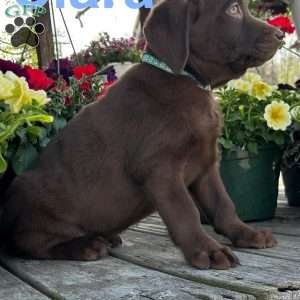 Clara, Chocolate Labrador Retriever Puppy